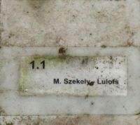 graf Szekely-Lulofs