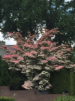 bloeiende boom Dijkstraat