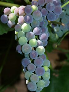 De druiven beginnen te kleuren