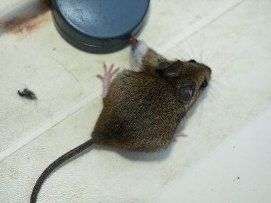 muis met zijn poot in de val