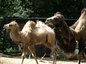 kamelen in Ouwehand
